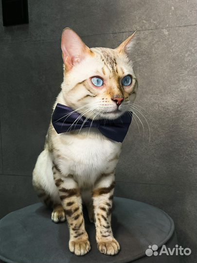 Бенгальский кот вязка свободен