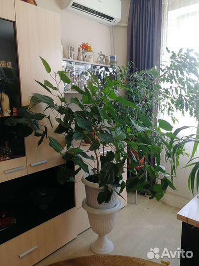 Комнатные растения, цветы