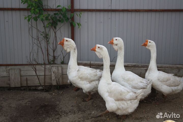 Холмогорские гуси на племя и индоутки голубые