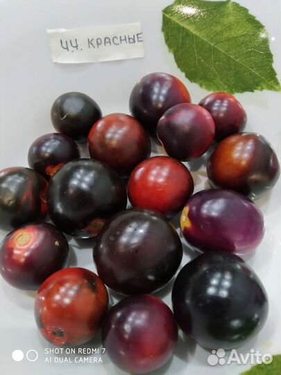 Рассада помидор