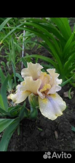 Ирисы - остатки всегда сладки