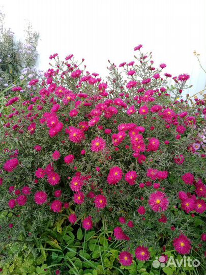 Октябрины. Цветет до ноября