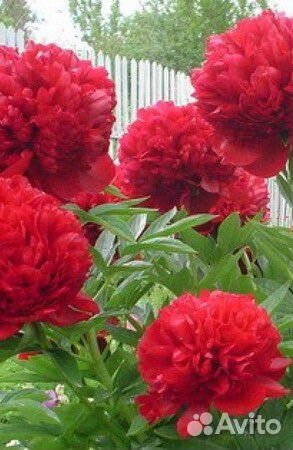 Пион Ред Суприм