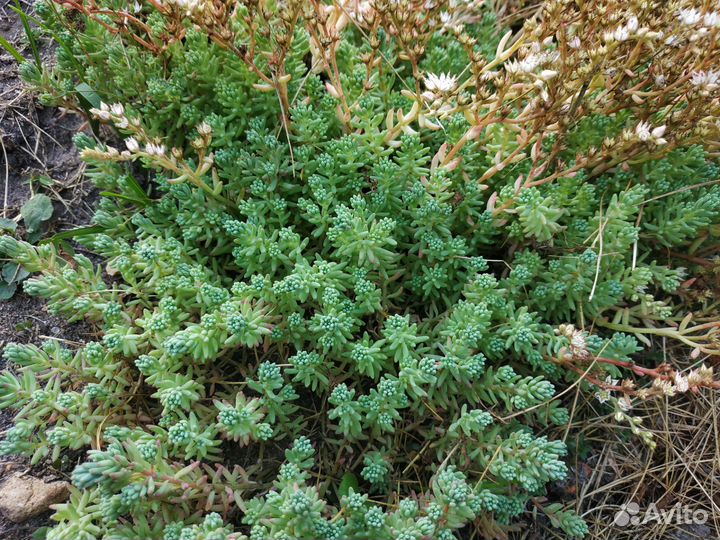 Очиток седум