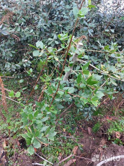 Лавровишня.фейхоа.лаврушка