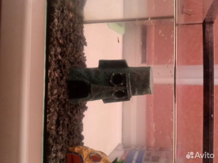 Аквариумные рыбки гуппи