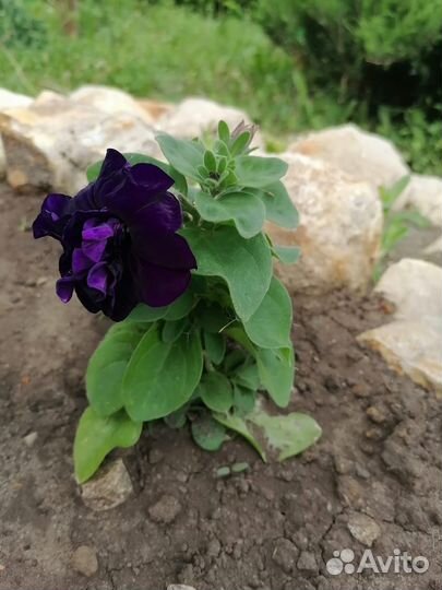 Рассада петунии