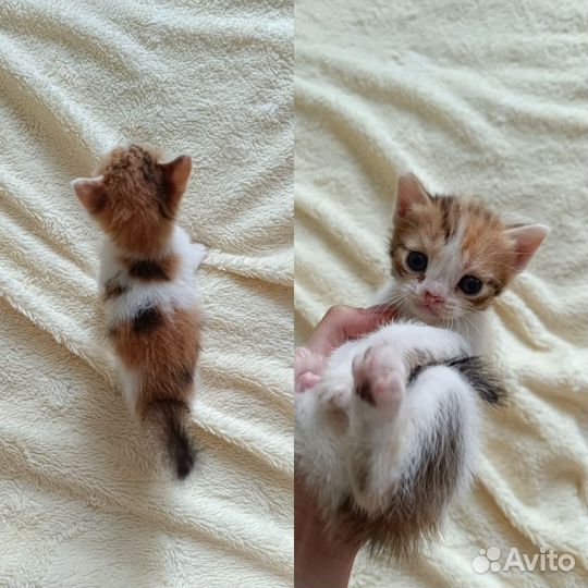 Шотландская кошка