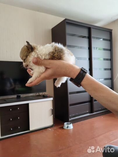Собака