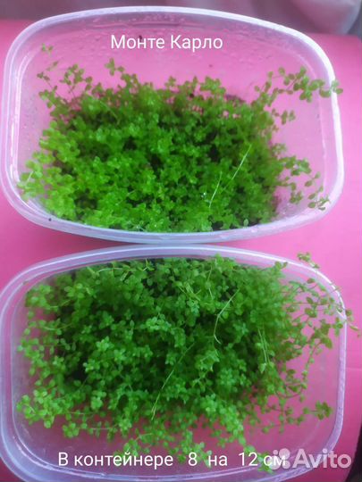 Почвопокровные растения