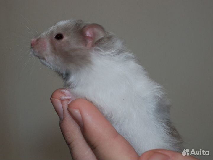 Ангорские длинношерстные сатиновые хомячки