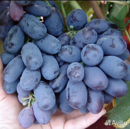 Саженцы и черенки винограда