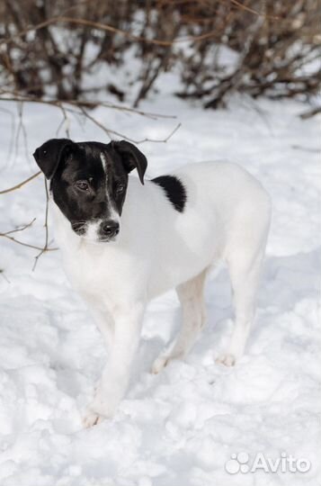 Щенки в добрые руки