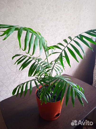 Пальма хамедорея