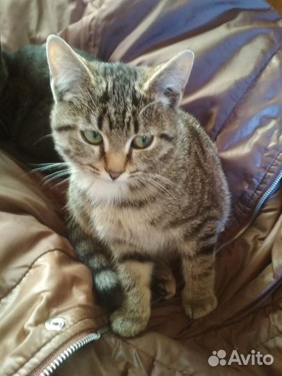 Котенок в дар бесплатно