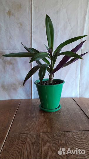 Комнатное растение Рео