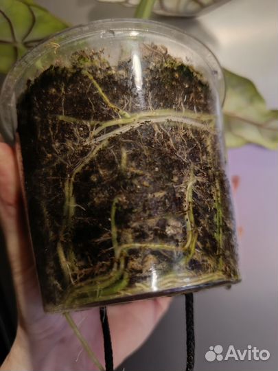 Алоказия шкура дракона вариегатная