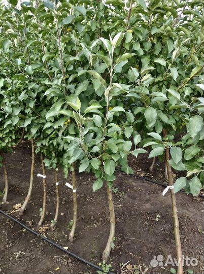 Саженцы Яблони из питомника