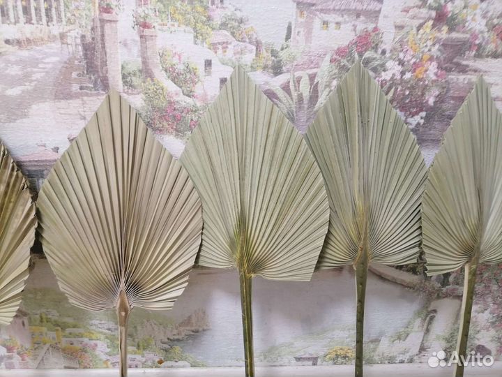 Пальмовые листья. Пики, копья листьев