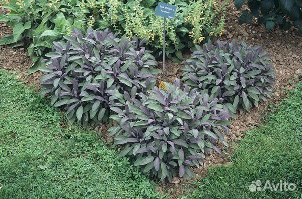 Шалфей лекарственный Purpurascens и Aurea