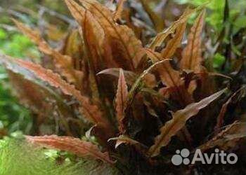 Растения для аквариума