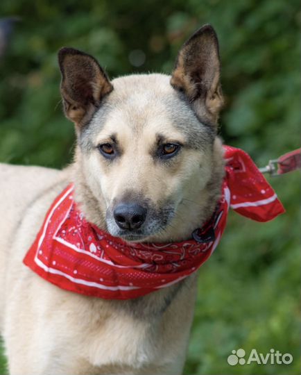 Ищем дом для Лизы