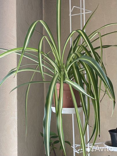 Хлорофитум