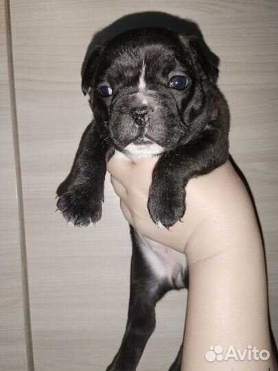 Щенок французского бульдога