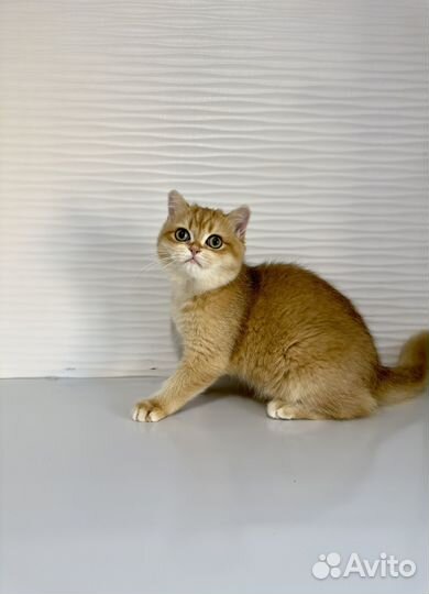 Британские котята
