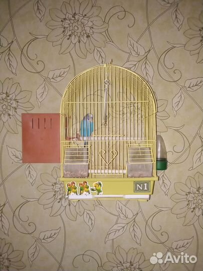 Волнистые папугаи