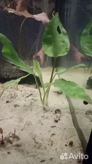 Эхинодорус горизонтальный