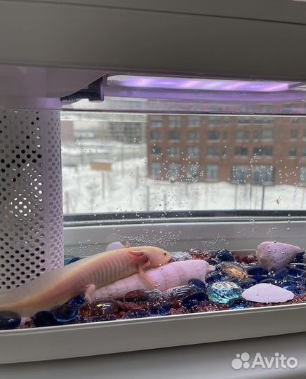 Аквариум xiaomi (акваферма)