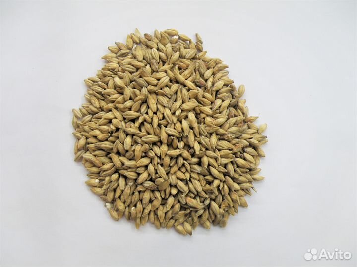 Солод Курский 