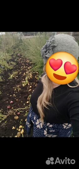 Семенной картофель