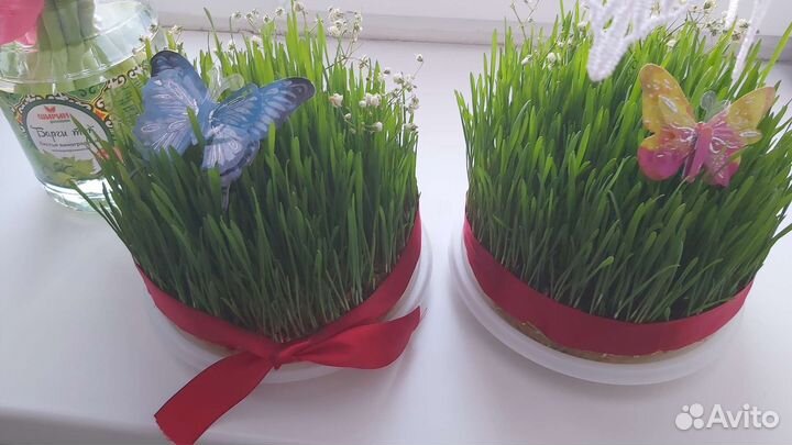 Семени,трава для животных