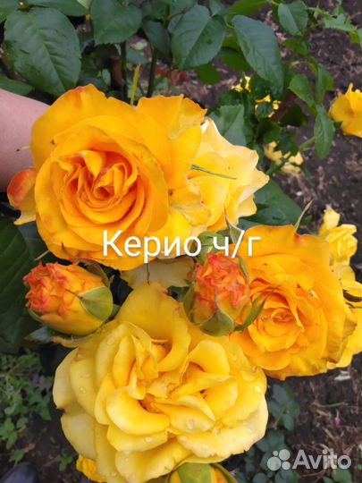 Саженцы роз