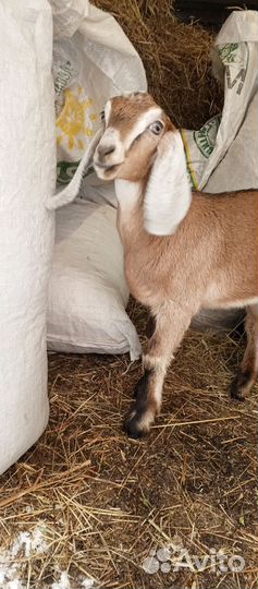 Козлята нубийские