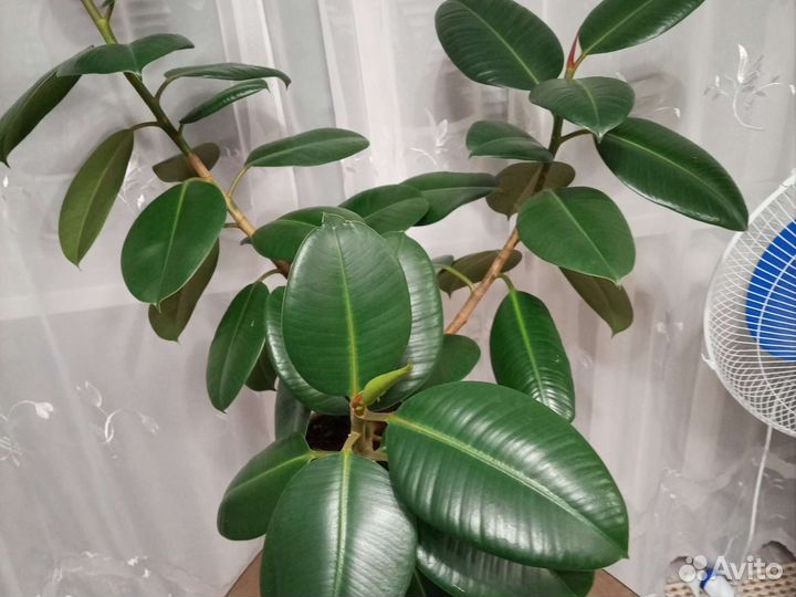 Фикус каучуконосный большой