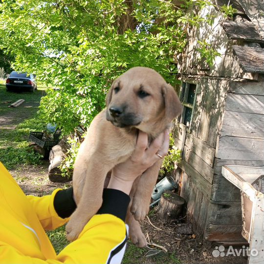 Щенки в добрые руки