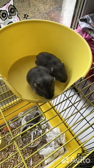 Джунгарский хомячек