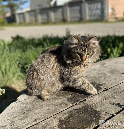 Кот молодой ласковый в добрые руки