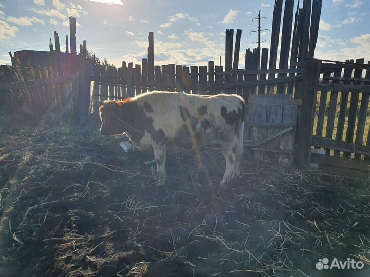 Корова тёлка 8 мес