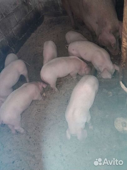 Поросята