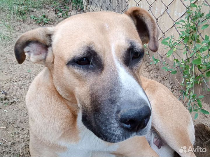 Собака в добрые руки отдам бесплатно