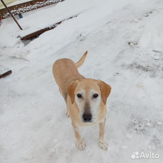 Русская гончая рыжая собаки