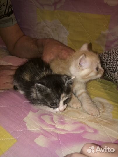 Котята крысоловы