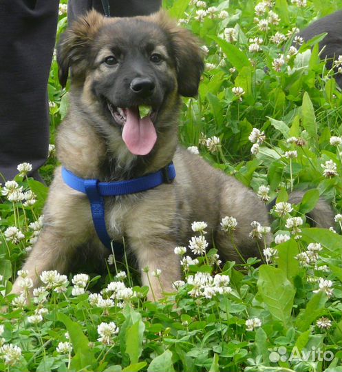 Щенок в добрые руки