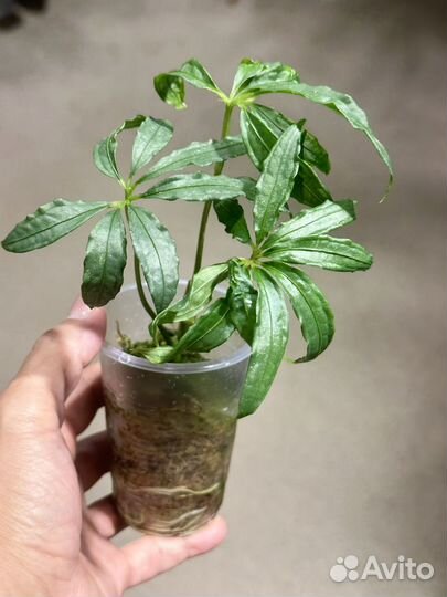 Антуриум многорассеченый