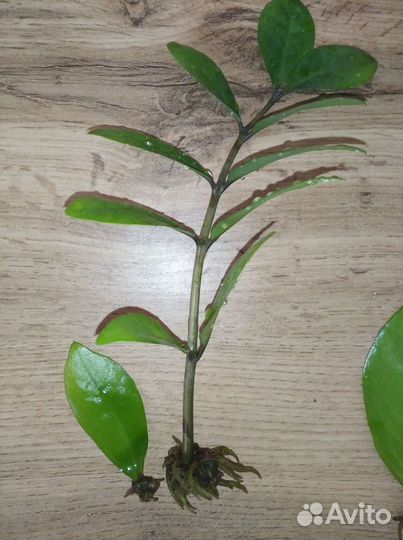 Заммиакулькас