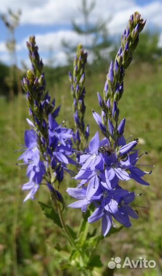 Лекарственные растения.Саженцы и сухие сборы
